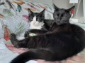Muga und Enzo